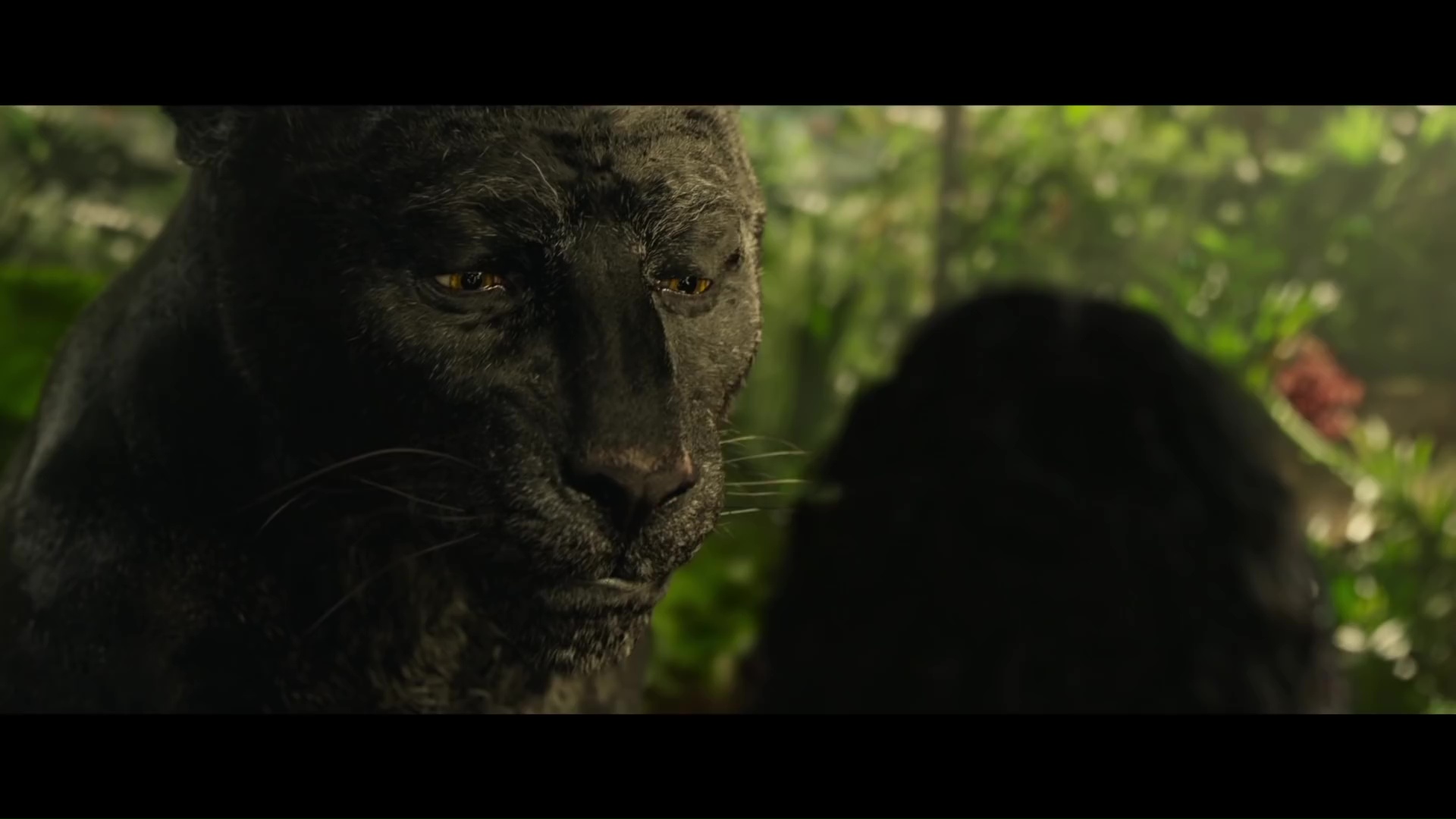 Jungle Book vs Mowgli bagheera_mowgli_